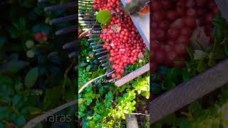 Lingonberry picking in Sweden harvesting berry cranberries lingonberry fruits [upl. by Engel]