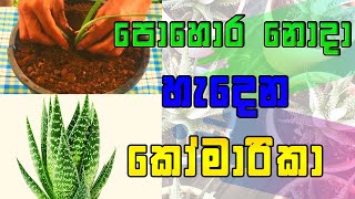 කෝමාරිකා වගාව මුල සිට සරලව komarika wagawakomarikawawamusinhalaaloeverakomarikagel [upl. by Anaxor]