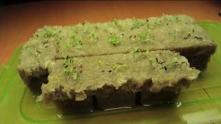 Why I use Rockwool  Stonewool grow cubes for hydroponic seed starting and plants [upl. by Leticia]