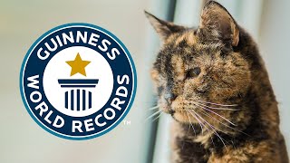 Oldest Living Cat  Guinness World Records [upl. by Anelram]