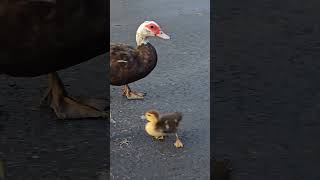 Muscovy and cute ducklings 🐥 😍 ducklings Muscovy  Duck [upl. by Brightman]