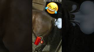 FUNNY Worlds longest crackling horse fart [upl. by Jolee771]