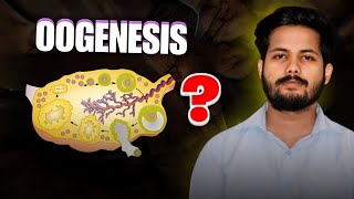 OOGENESIS  REPRODUCTION CLASS 12  NEET  KINGDOM OF BIOLOGY [upl. by Rebm]