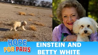 A scared homeless dog gets rescued transformed kissed by Betty White amp then youll see ❤️epic [upl. by Nipha]