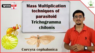 Mass Multiplication Technique of Parasitoids  Trichogramma chilonis amp Corcyra cephalonica [upl. by Trevah]