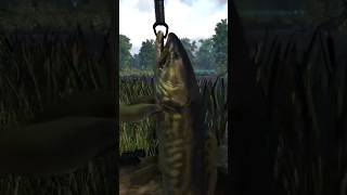 Fishing Planet Catching Bowfin on Mudwater River  fishingplanet shorts [upl. by Ahcim]