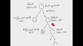 AS Biology  The role of mitosis in stem cells and cancer [upl. by Enna]