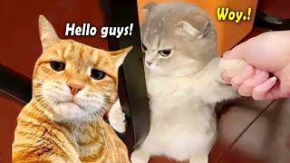 TAHAN TAWA😂 1 Jam Video Kucing Lucu Banget Bikin Ngakak Terbaru 2024  Kucing Lucu Tik tok [upl. by Vandyke64]