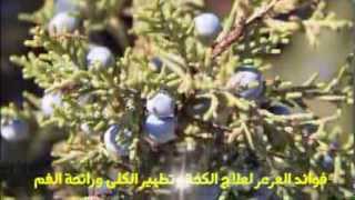 فوائد العرعر لعلاج الكحة وتطهير الكلى ورائحة الفم  وصفات أعشاب [upl. by Ssilb]