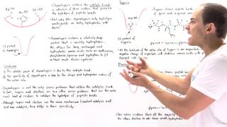 Specificity of Serine Proteases Chymotrypsin Trypsin and Elastase [upl. by Eberto604]