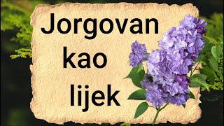 🌸 Jorgovan kao lijek  Ljekovita svojstva jorgovana   Sirup čaj i ulje od jorgovana   RECEPTI🌸 [upl. by Annmarie]