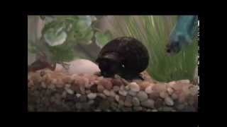 Pet Pro Presents The Mystery Snail [upl. by Sage]