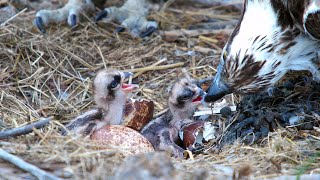 Hatching 2022 Dyfi Osprey Project [upl. by Meehan]