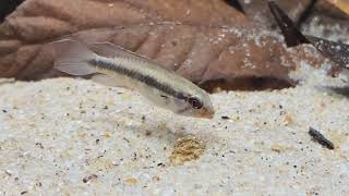 Apistogramma lineata [upl. by Curt227]