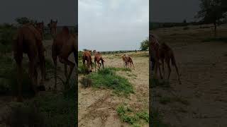 سباقات الهجن الجميلة في صحراء ثار باركار The beautiful camel races in the Thar Parkar Desert [upl. by Aiekat]