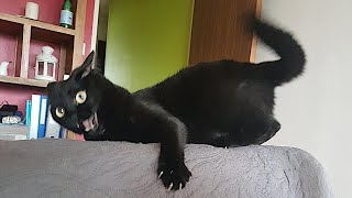 FUNNY CATS make you will remember and LAUGH all day 😂Funny Cats Videos 2024 [upl. by Llehsal980]