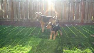 Airedales  Kali and Willow 4 mos playing [upl. by Zendah]