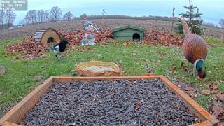 Pheasant Call  Recke Germany  Dec 2019 [upl. by Arivle]