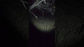 What I Found in my Woods on Halloween funny [upl. by Denice531]