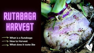 Rutabaga Harvest  What is a Rutabaga How to Harvest What does it Taste like [upl. by Odlabso939]