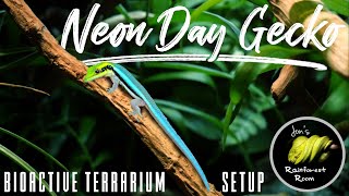 Setting Up A Neon Day Gecko Bioactive Terrarium Phelsuma Klemmeri [upl. by Sicular]