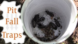 Collecting Insects with Pit Fall Traps [upl. by Arianne]