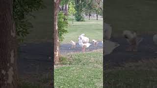 Chapter four preening time for the gaggle goslings geese nature walk [upl. by Ettenyar310]