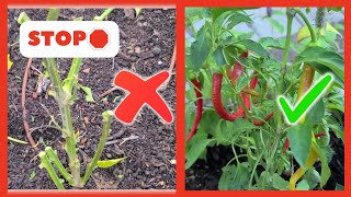 MYTH BUSTED OVERWINTERING PEPPERS Zone 9 [upl. by Fu601]