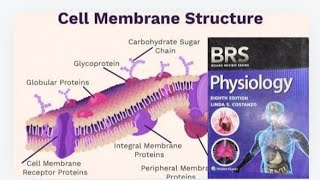 BRS Physiology Cell physiology  Cell Membrane Structure  Lipid Bilayer  Peripheral proteins [upl. by Nywra]