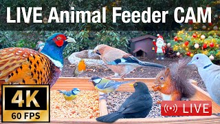 LIVE 4K 60fps Bird Feeder Cam  Hedgehog amp Bird Watching 3D Audio ASMR HQ [upl. by Aniram]