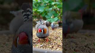 Zebra Finch and Red Browed Finch birds bird nature [upl. by Akinuahs837]