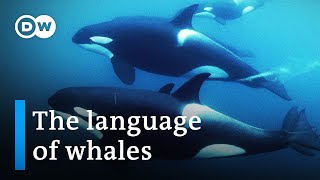 Do whales and humans speak the same language  DW Documentary [upl. by Nathalie]