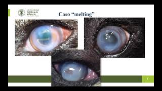 Webinar de Oftalmología Casos clínicos en Oftalmología en perros y gatos [upl. by Laen]