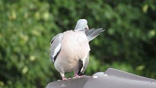 Ringeltaube putzt sich Wood pigeon preening [upl. by Ecirual]