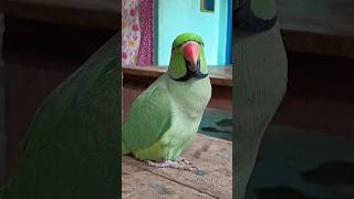 Parrot talking papa 😍🦜🥰😱shorts papa mitthu pet petlovers talkingparrot popat ringneckparrot [upl. by Nnairret]