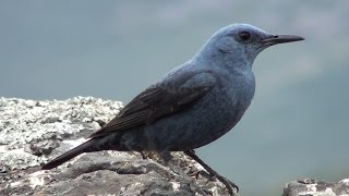 Roquero solitario Monticola solitarius Blue Rockthrush [upl. by Salomi]