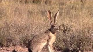 A REALLY BIG JACKRABBIT [upl. by Haliled245]