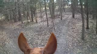 Roping Wild Horses [upl. by Brigit]