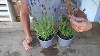 Cutting Hidcote Lavender for Dried Flowers Top Tips  Lavender World [upl. by Tamberg]