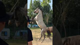 Lipizzaner Horse Jumping 🐎 Excited Sound with Jump 🥰🥰 horse horsesound animals horselover [upl. by Aneeram277]