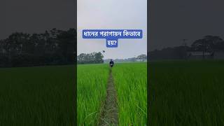 ধানের পরাগায়ন কিভাবে হয় [upl. by Rubinstein]