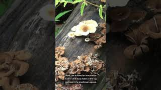 Growing Shiitake Mushroom At Home [upl. by Drawets]