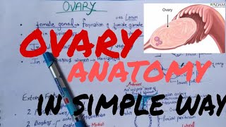 Ovary anatomy lecture [upl. by Yrrah69]