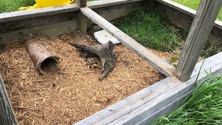 New Outdoor Sulcata Tortoise Enclosure [upl. by Williamson]