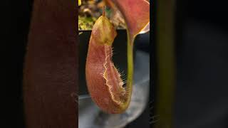 Timelapse  Nepenthes Tropical Pitcher Plant 30 Day Transformation  Carnivorous Plant  Robcantleyi [upl. by Tehr]