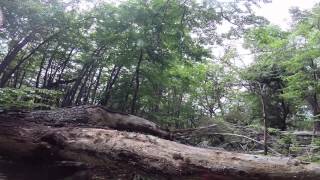 Magellanic woodpecker caudal escape flight [upl. by Rosalynd177]