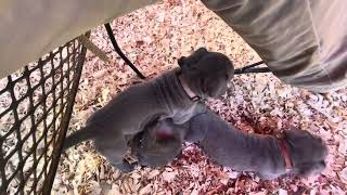 Cane Corso puppies 5 weeks old [upl. by Grenville477]