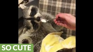 This pampered raccoon gets spoonfed some yummy yogurt [upl. by Redyr]