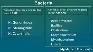 Gram Positive amp Negative Bacteria  My Medical Mnemonics [upl. by Samul]