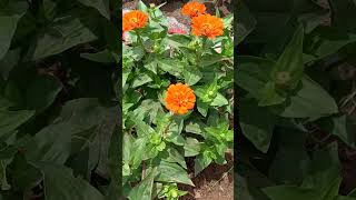 zinnia flower gardenflowerplants flowers colorful shorts happy enjoy orange villagelife [upl. by Vedetta496]